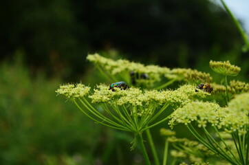 Flower chafers eating nectar of white flower. Scarabaeidae family.