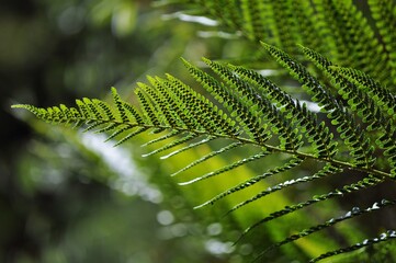  fern leaf © Patrycja