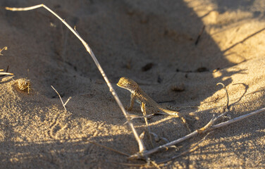 The Mojave desert, desert lizard