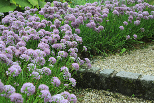 Kanten-Lauch (Allium angulosum)