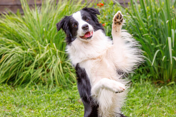 Outdoor portrait of cute smiling puppy border collie sitting on grass park background. Little dog with funny face jumping in sunny summer day outdoors. Pet care and funny animals life concept