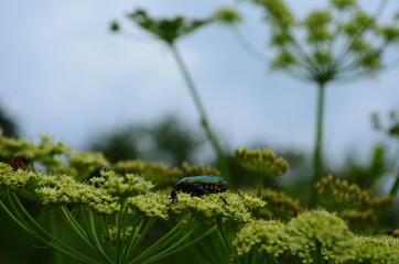 Flower chafers eating nectar of white flower. Scarabaeidae family.