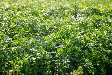 Fototapeta na wymiar Young parsley plants growing on farm land at sunny day