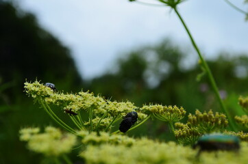 Flower chafers eating nectar of white flower. Scarabaeidae family.