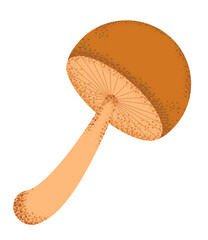 Vector illustration of an edible or inedible mushroom in cartoon style. Concept of food, vegetarianism, autumn, seasonality. Can be used for fabric, books, textiles, web, Wallpaper