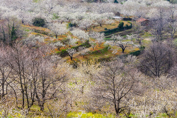 Obraz premium cerezos en flor -Prunus cerasus-, laderas de Piornal, valle del Jerte, Cáceres, Extremadura, Spain, europa