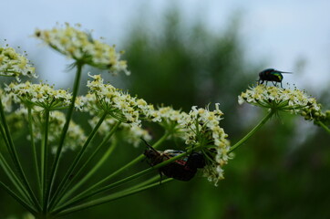 Flower chafers eating nectar of white flower. Scarabaeidae family.