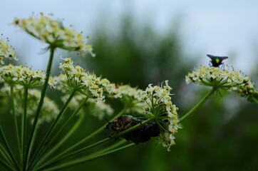 Flower chafers eating nectar of white flower. Scarabaeidae family.