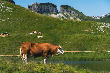 Fototapeta na wymiar Happy cow in Austrian Alps
