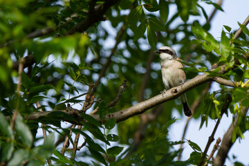 Red-backed shrike, Lanius collurio, hunting bird hidden among the leaves of the tree, Spain