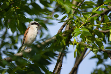 Red-backed shrike, Lanius collurio, hunting bird hidden among the leaves of the tree, Spain