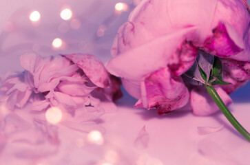 Obraz na płótnie Canvas Pink rose close up, macro, petal and wilting flower, bokeh