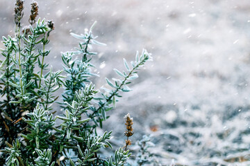 Branch with green leaves during a snowfall