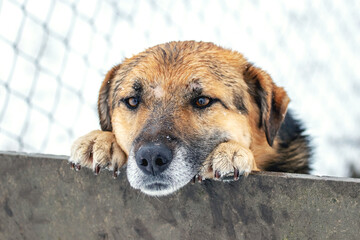 A smart dog looks out from behind a fence in winter - obrazy, fototapety, plakaty