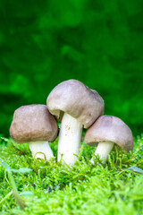 Three grey Mushrooms (lyophyllum decastes) in green moss on a green background with a copy of the space close-up front view