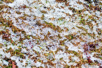 Covered with wet snow withered grass, melting snow