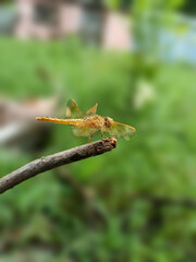 Butterfly is  lying on a little branch.