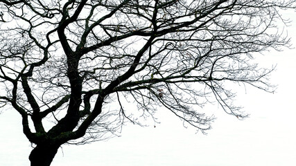 Silhouette of a tree with bare branches on a light background