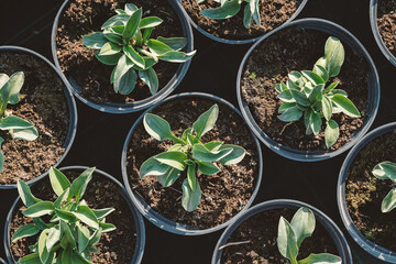 Hosta leaves pattern background. Bushes of the Hosta plant in pots for transport in a gardening store. Hosta - an ornamental plant for landscaping park and garden design. Summer plants wallpaper.