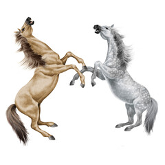 cheval, combat de cheval beige, animal, isolé, la force, muscle, bagarre,  étalon, noir, galop, mammifère, arabe, courir, amoureux des chevaux, poney, chevalin, ferme, jument, course, brun, poulain, s
