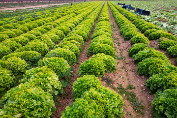 Fototapeta na wymiar View of farm field planted with ripening green lettuce. Popular leafy vegetable crop