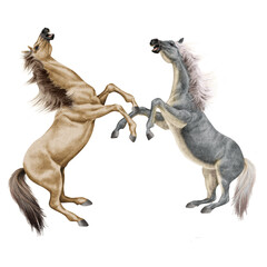 cheval, combat de cheval beige, animal, isolé, la force, muscle, bagarre,  étalon, noir, galop, mammifère, arabe, courir, amoureux des chevaux, poney, chevalin, ferme, jument, course, brun, poulain, s