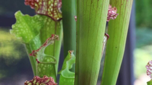 Trapped wasp trying to escape from sarracenia plant leaf (trumpet pitchers plant). View from outside.