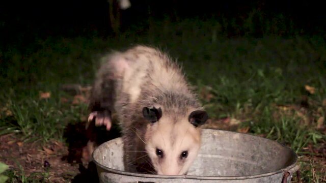 Possum eating out of a metal bucket in the middle of the night in the middle.