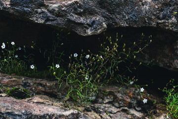 Water drop on the tiny Alpine flower