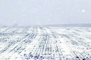 Fototapeta na wymiar Snowstorm in the field. Field with winter wheat under the snow