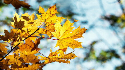 Naklejka na ściany i meble Yellow autumn maple leaves on a background of blue sky
