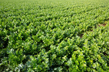 Fototapeta na wymiar Closeup of green celery plantation in organic vegetable farm. Harvest time