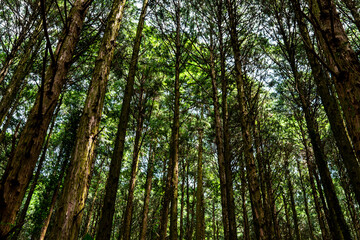 杉林の木漏れ日