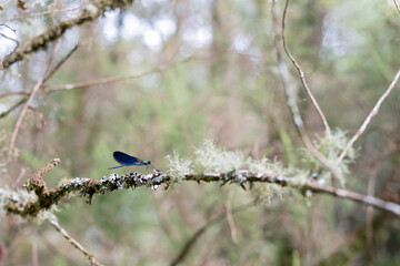 Blue dragonfly (libellula incesta) on oak branch