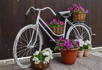 Fototapeta na wymiar Vintage white bicycle on the background of a wooden fence with a basket, boxes of white and pink flowers close-up.