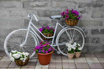 Vintage white bicycle on a background of a concrete wall with a basket, boxes of white and pink flowers close-up in the center.