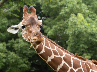 キリン © moonrise