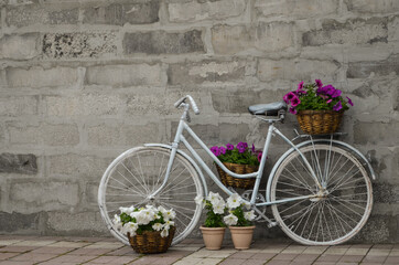 Vintage white bicycle against a background of a concrete wall with a basket, boxes of white and pink flowers on the right.