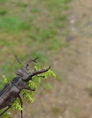 A rare stag beetle on a branch .Stag beetle (Lucanus cervus)