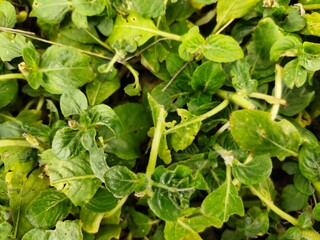 green peas growing in a garden