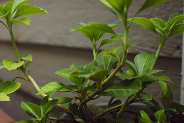 Annual flowers, Perennial flowers, garden flowers.