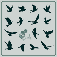 Obraz premium Set of birds silhouettes - flying.