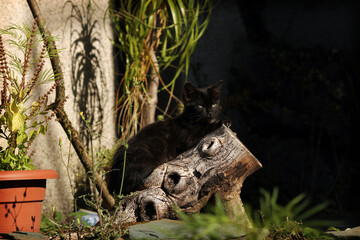 Chat noir rural tranquille