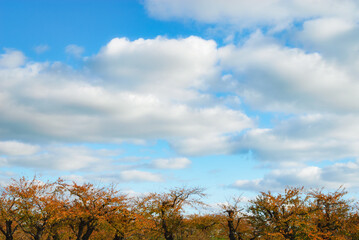 Obraz premium 桜 木 秋 空 雲 素材