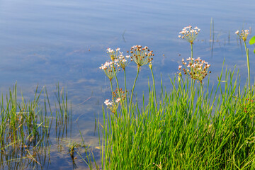 Flowering Rush or Grass Rush (Butomus umbellatus) on a river shore