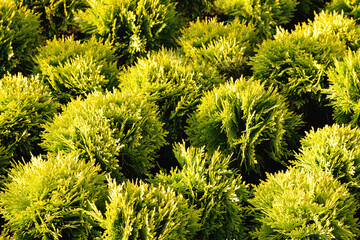 Small shrubs of the evergreen coniferous Thuja occidentalis in transport pots in a garden store. Flowers for landscaping a park, nasty or garden area. Gardening concept. Thuja pattern background