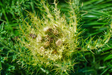gros plan d'un chardon argenté dans les alpes suisses