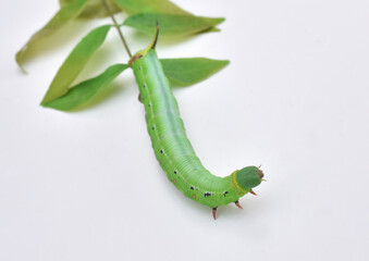 オオスカシバの幼虫