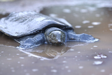 The Malayan softshell turtle is found in Brunei, Indonesia, Java, Kalimantan, Malaysia, Myanmar, the Philippines, Sabah, Sarawak, Singapore, and Sumatra.