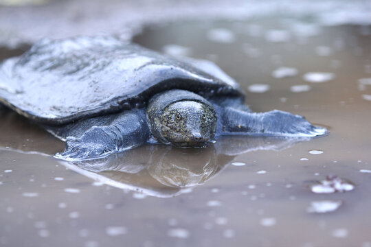 The Malayan softshell turtle is found in Brunei, Indonesia, Java, Kalimantan, Malaysia, Myanmar, the Philippines, Sabah, Sarawak, Singapore, and Sumatra.